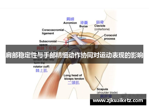 肩部稳定性与手部精细动作协同对运动表现的影响